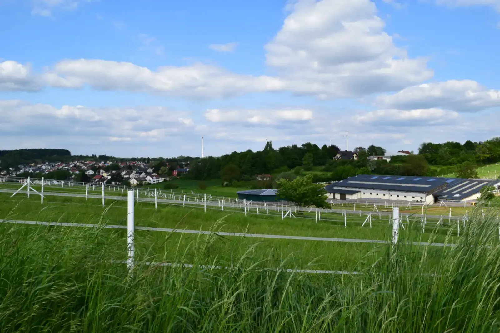 Weiden / Koppeln